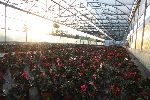 fiori01.jpg