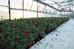 fiori03.jpg
