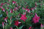 fiori04.jpg