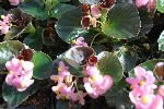 fiori06.jpg