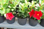 fiori07.jpg