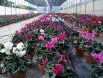 fiori13.jpg