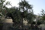 piante04.jpg