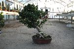 bonsai01.jpg