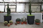 piante-grasse01.jpg