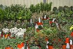 piante-grasse03.jpg