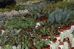 piante-grasse05.jpg