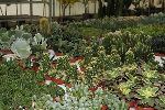 piante-grasse06.jpg