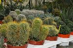 piante-grasse08.jpg